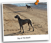 a-Weimaraners-day-at-the-beach