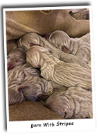 Huddled-Up-Weimaraner-Puppies