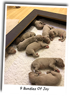 9-Little-Puppies