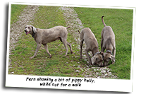 Fern-and-Daughter-Weimaraners-image