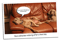 Fern-and-Braken-on-sofa-image