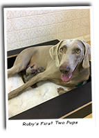 Rubys-First-Two-Weimaraner-Puppies