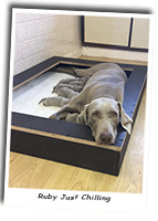 Our-Weimaraner-Ruby-Chilling