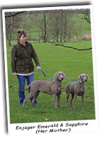 Enjager-Emerald-And-Enjager-Sapphire-Our-Weimaraners