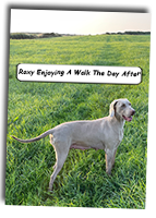 Weimaraner-Roxy-Having-A-Well-Earned-Walk-The-Day-After-Whelping