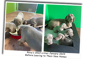 Roxys-2022-Litter-Of-Weimaraner-Puppies-Before-Leaving