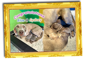 Blue-And-Sydneys-Weimaraner-Pups-Have-Arrived