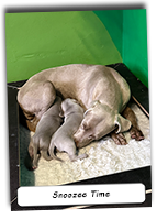 Weimaraner-Mother-And-Pups-Snoozee-Time
