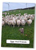 Weimaraner-Iggy-And-Friends