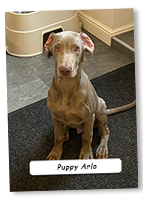 Weimaraner-Puppy-Arlo