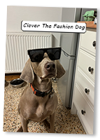 Clover-The-Fashion-Weimaraner