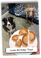 Weimaraner-Lunas-Birthday-Treat
