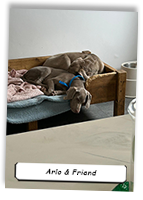 Puppy-Arlo-And-Friend