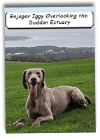 Enjager-Iggy-Overlooking-The-Duddon-Estuary