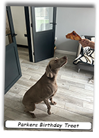 Weimaraner-Parkers-Birthday-Treat