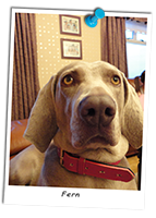 Fern-Our-Weimaraner-at-Home