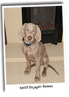 Romeo-The-Weimaraner