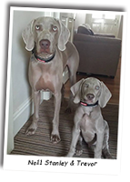 Two-Weimaraners