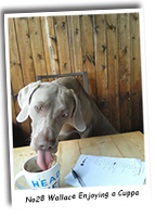 A-Weimaraner-Enjoying-a-Cuppa