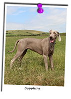 Sapphire-a-Weimaraner-in-a-Field