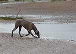 Amber-Weimaraner-6-Small