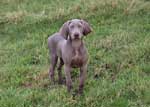 Weimaraner-Bracken-Outside