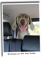 Our-Weimaraner-Bracken-On-Way-Home