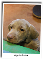 Big-Weimaraner-Puppy-Now