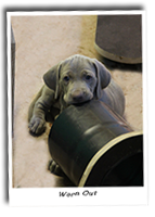 Worn-Out-Weimaraner-Puppy