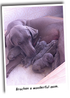 Weimaraner-Puppies