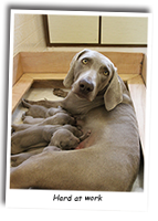 Bracken-Feeding-Her-Puppies