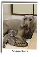 A-Weimaraner-Litter