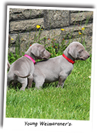 Young-Weimaraner's