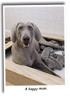 A-Smiling-Weimaraner