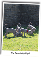 The-Remaining-Weimaraner-Pups