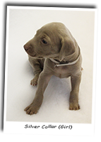 Weimaraner-Puppy-Silver-Collar