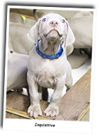 Inquisitive-Weimaraner-Puppies