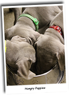 Hungry-Weimaraner-Puppies