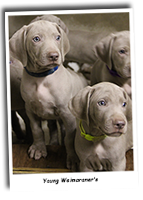 Brackens-Young-Weimaraners