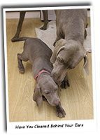 Pink-Weimaraner-Pup-Getting-Her-Ears-Cleaned