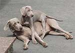 Emmy-Weimaraner-6-Small