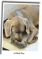 A -Weimaraner-Puppy-Licked-Dry