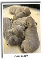 Puppy-Weimaraner-Cuddling