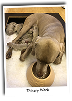 The-Weimaraner-Puppies-Have-Arrived