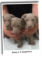 3-Weimaraner-Puppy-Daughters