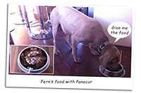 Fern-Our-Weimaraner-Scan-image15