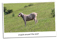 Fern-Our-Weimaraner-Scan-image18