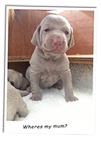 Weimaraner-Puppy-Posing-For-A-Photo