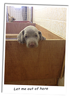 Escaping-Weimaraner-Puppy