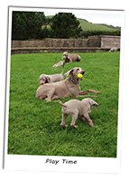 Enjager-Weimaraner-Play-Time